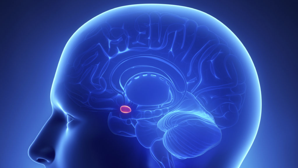 Fear Faces And The Human Amygdala
