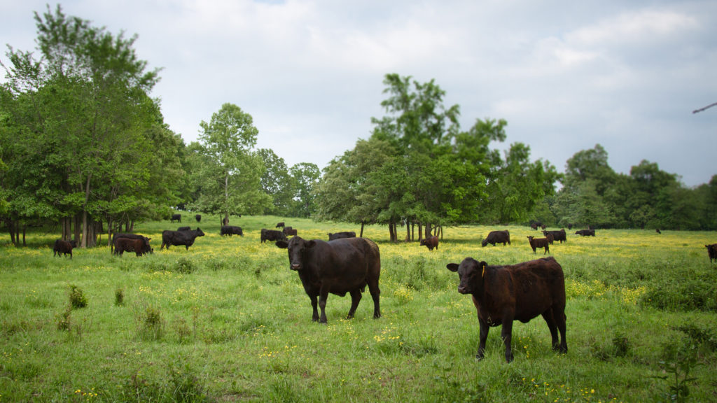 Why Lots Of Grass-Fed Beef Sold In U.S. Comes From Down Under | WAMU