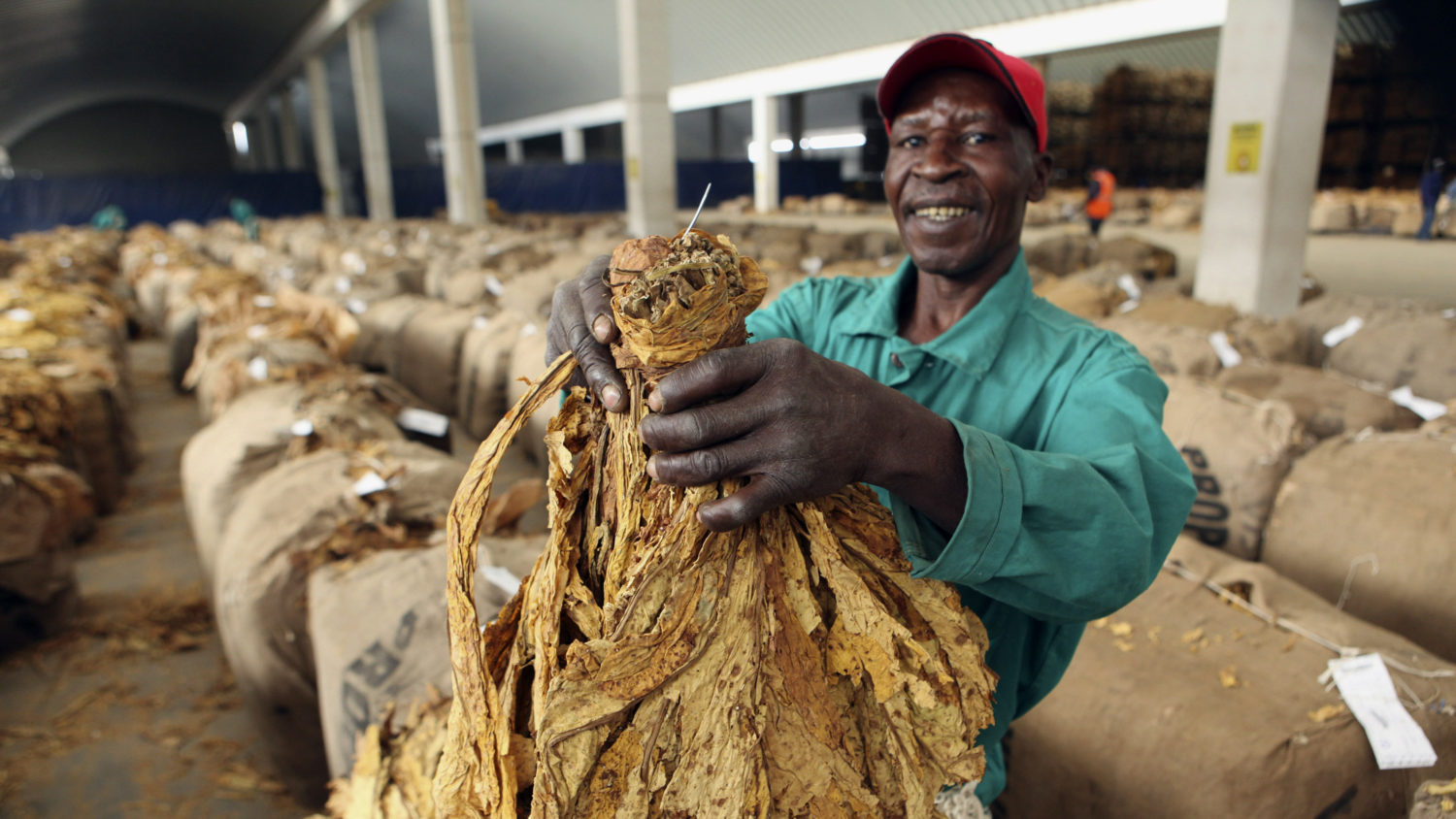 tobacco industry in zimbabwe Tobacco Is Smokin' Again In Zimbabwe
