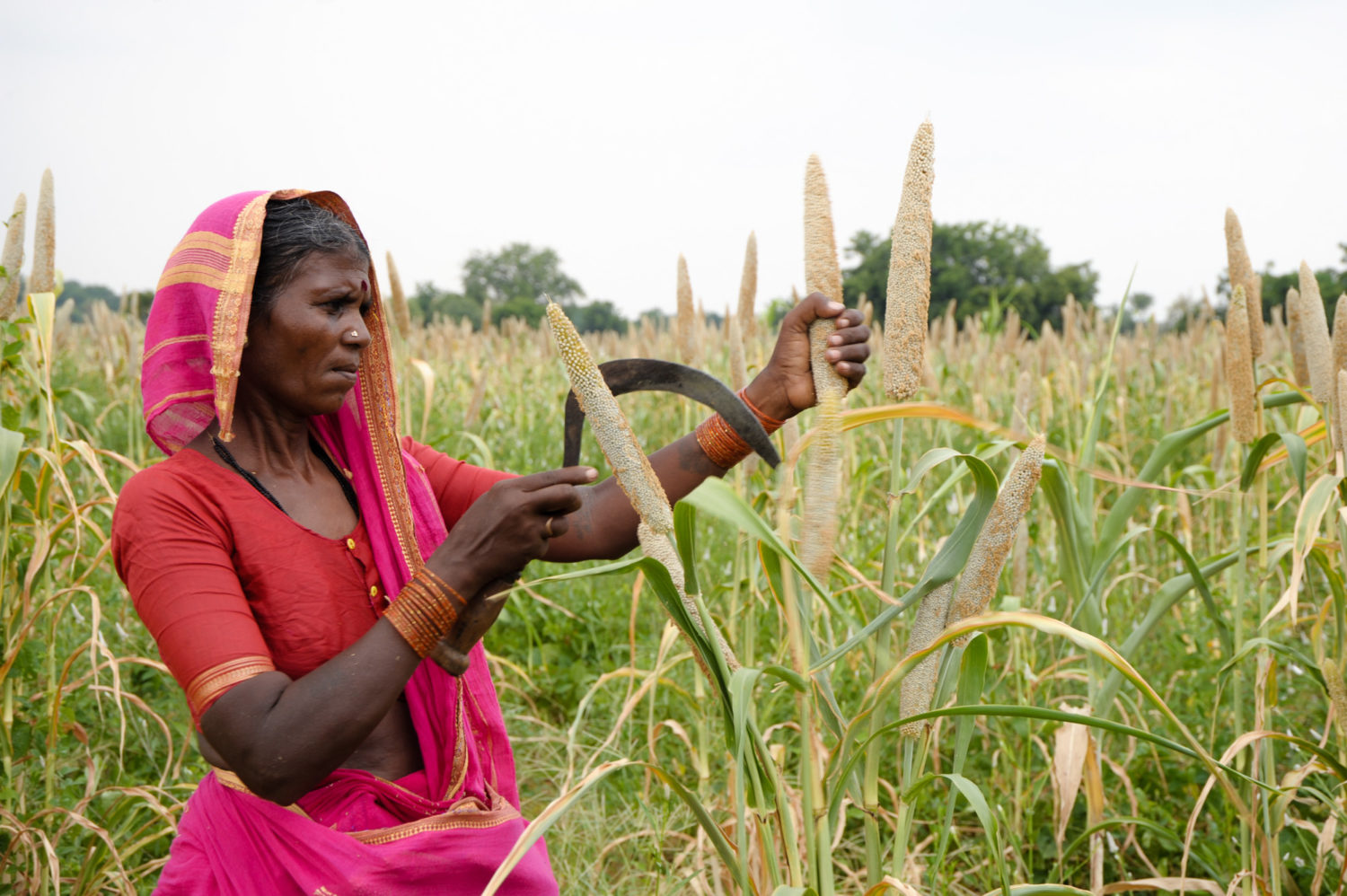 A Forgotten Group Of Grains Might Help Indian Farmers – And ...