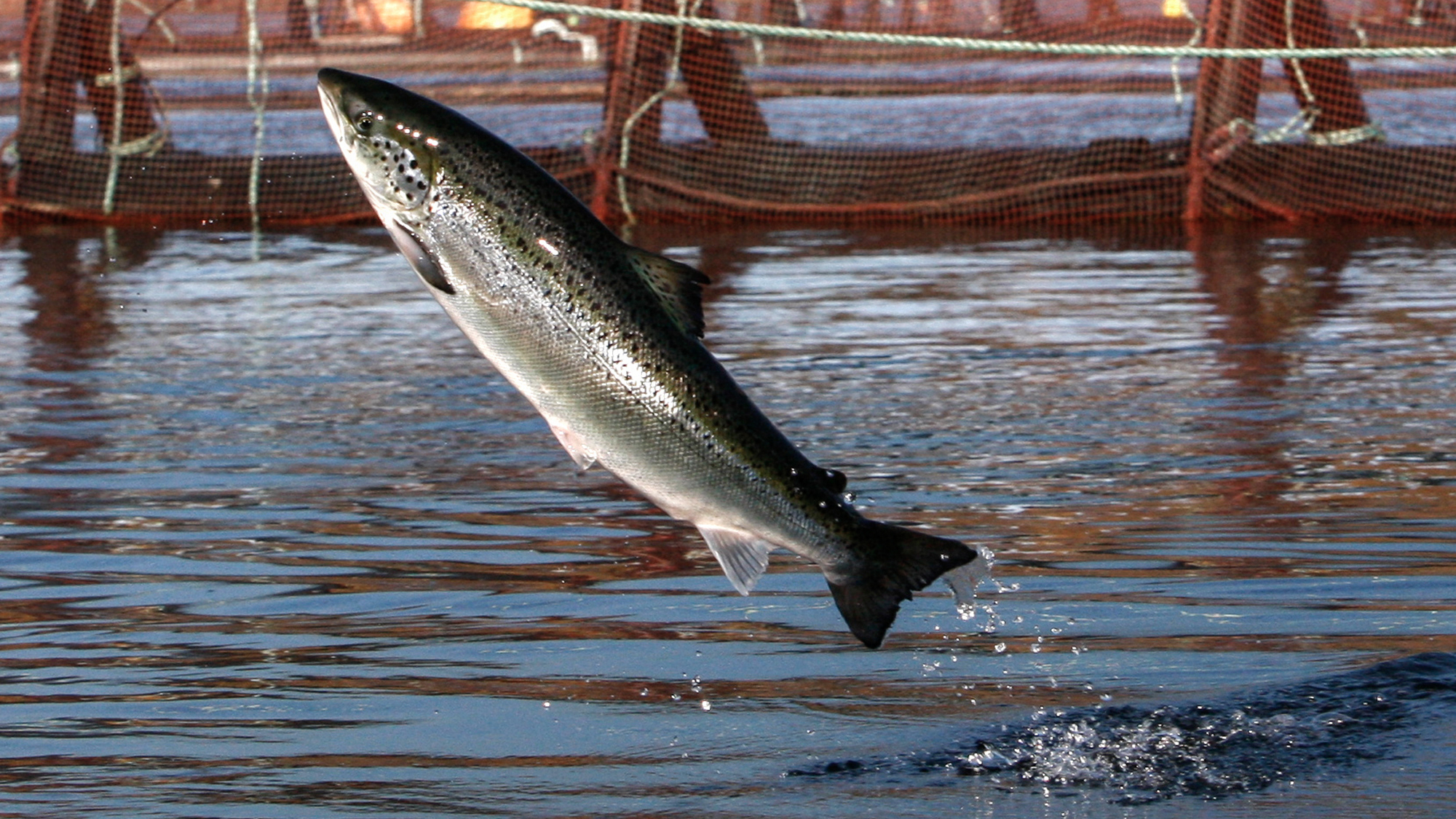 Why Are Atlantic Salmon Being Farmed In The Northwest WAMU