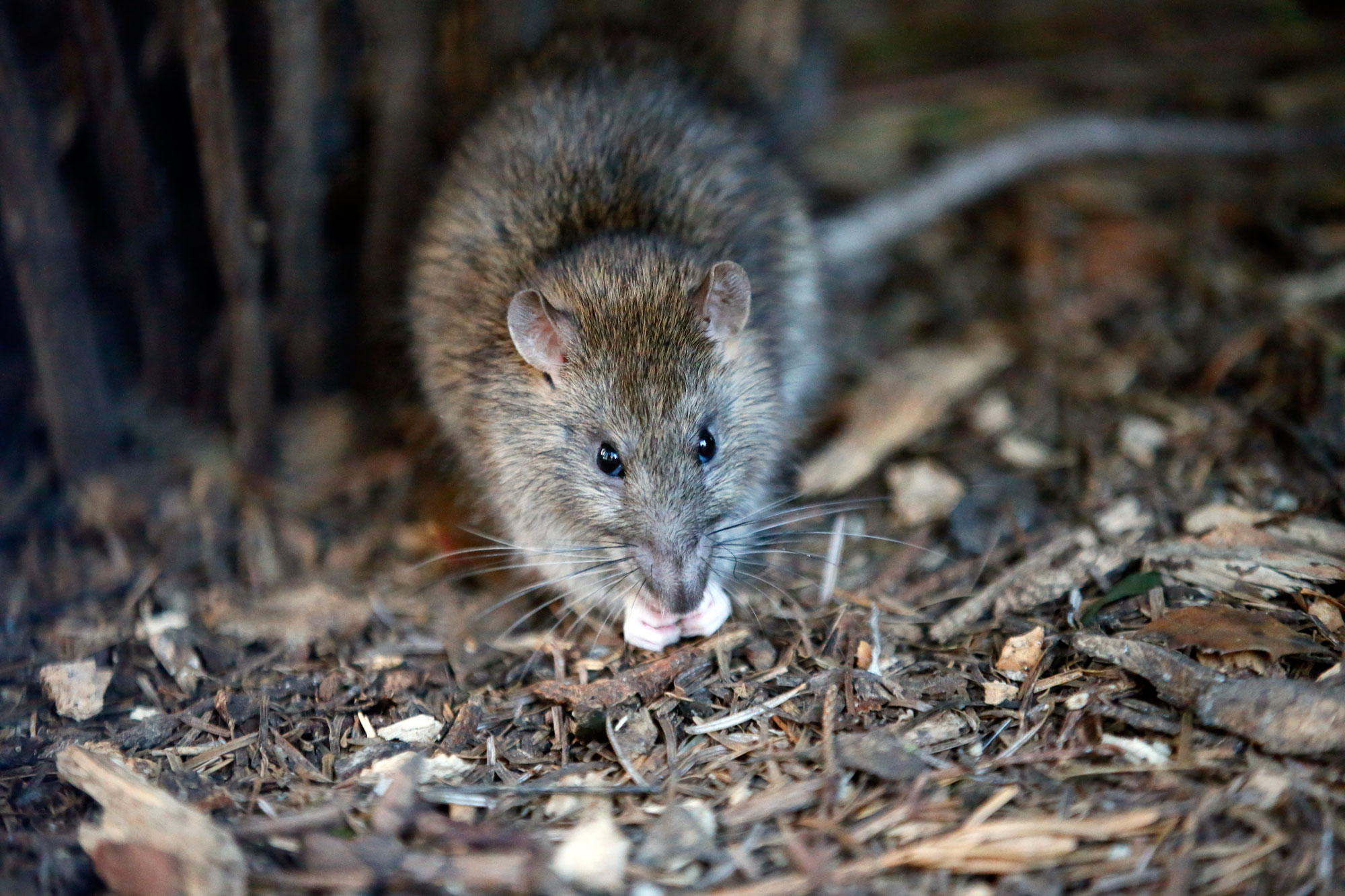 District Leaders Attack Rats With Data WAMU
