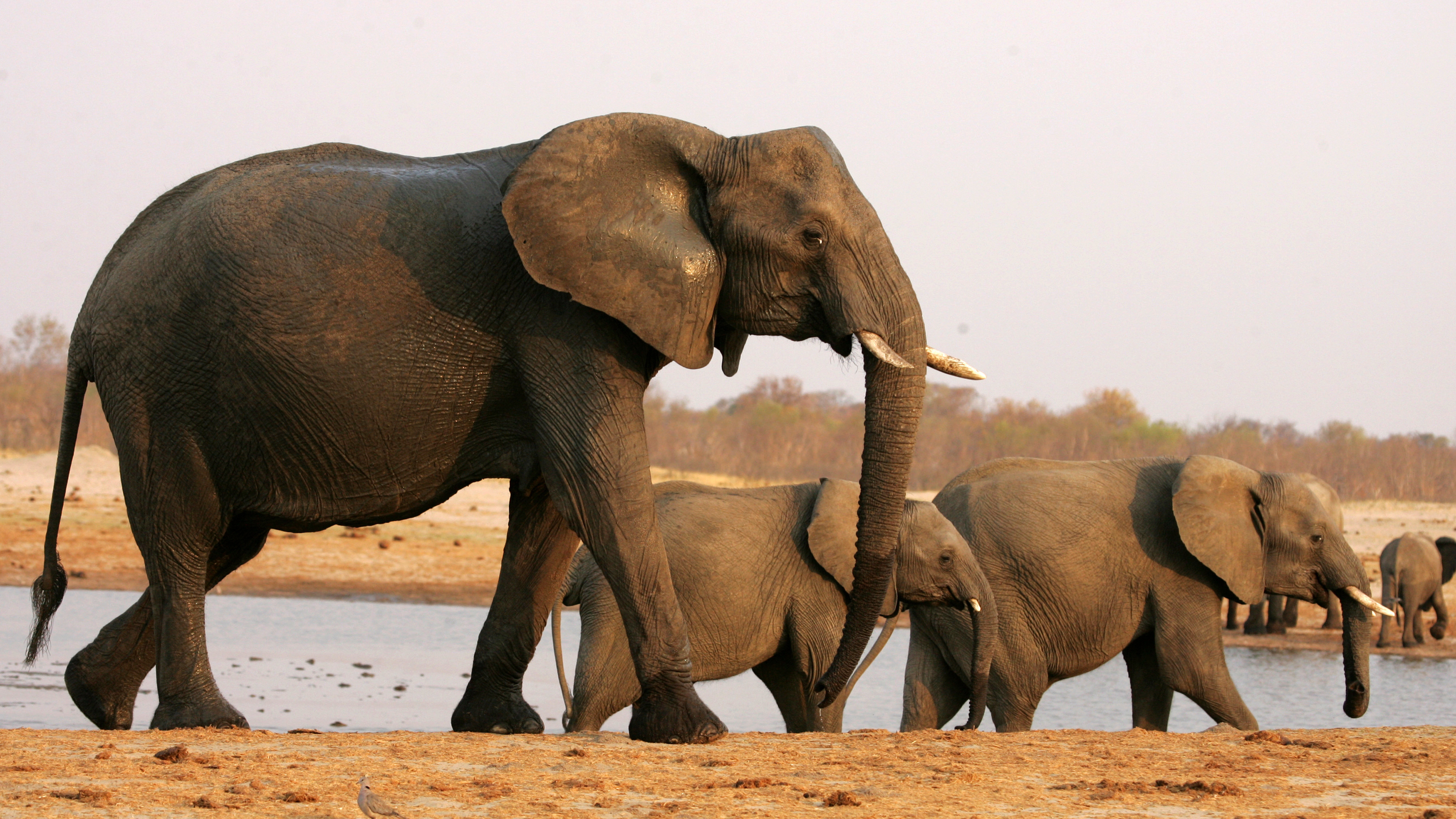 African Elephant hunting in Zimbabwe