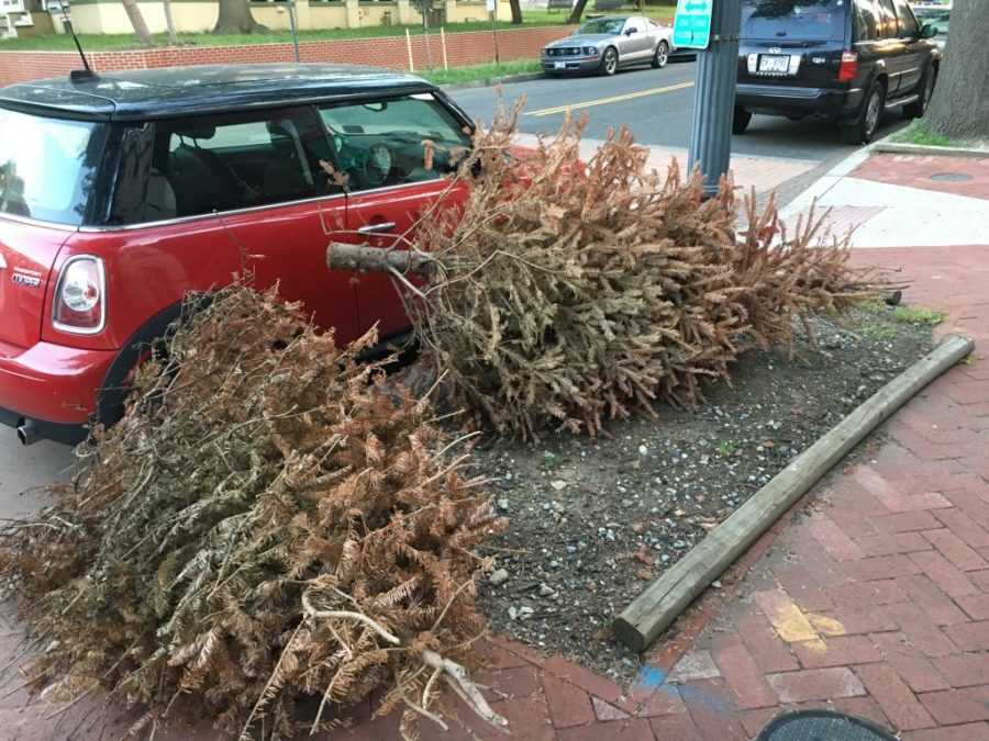 Pg County Christmas Tree Pickup 2022 Wondering What To Do With Your Christmas Tree After The Holidays? Here's  How To Recycle It. | Wamu