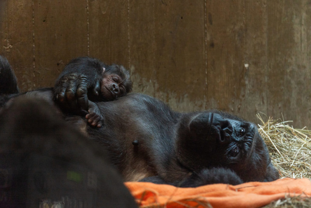 gorillas_calaya_and_moke_dsc01 