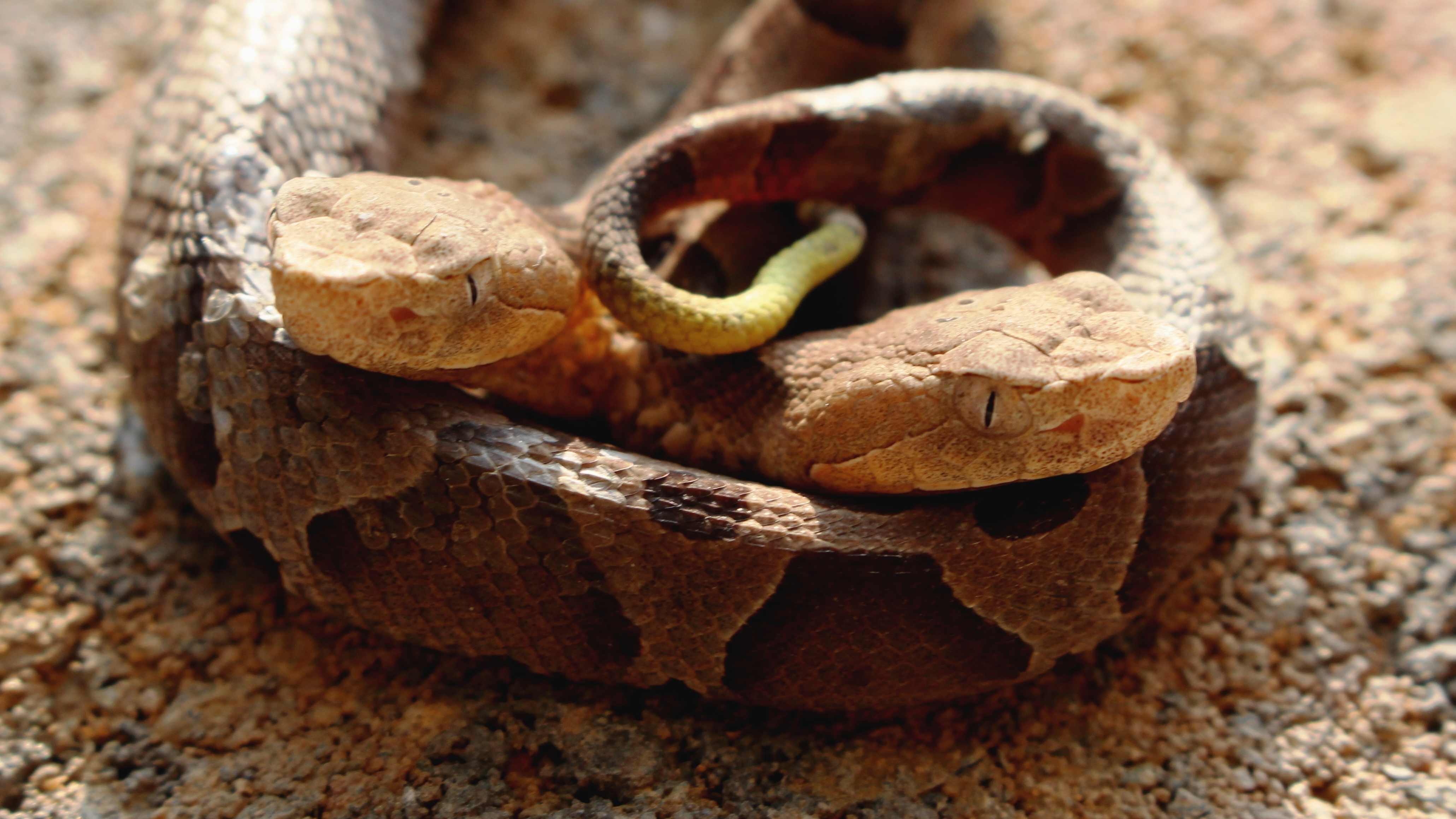 An 'Exceptionally Rare' 2-Headed Snake Found In Virginia Has Died