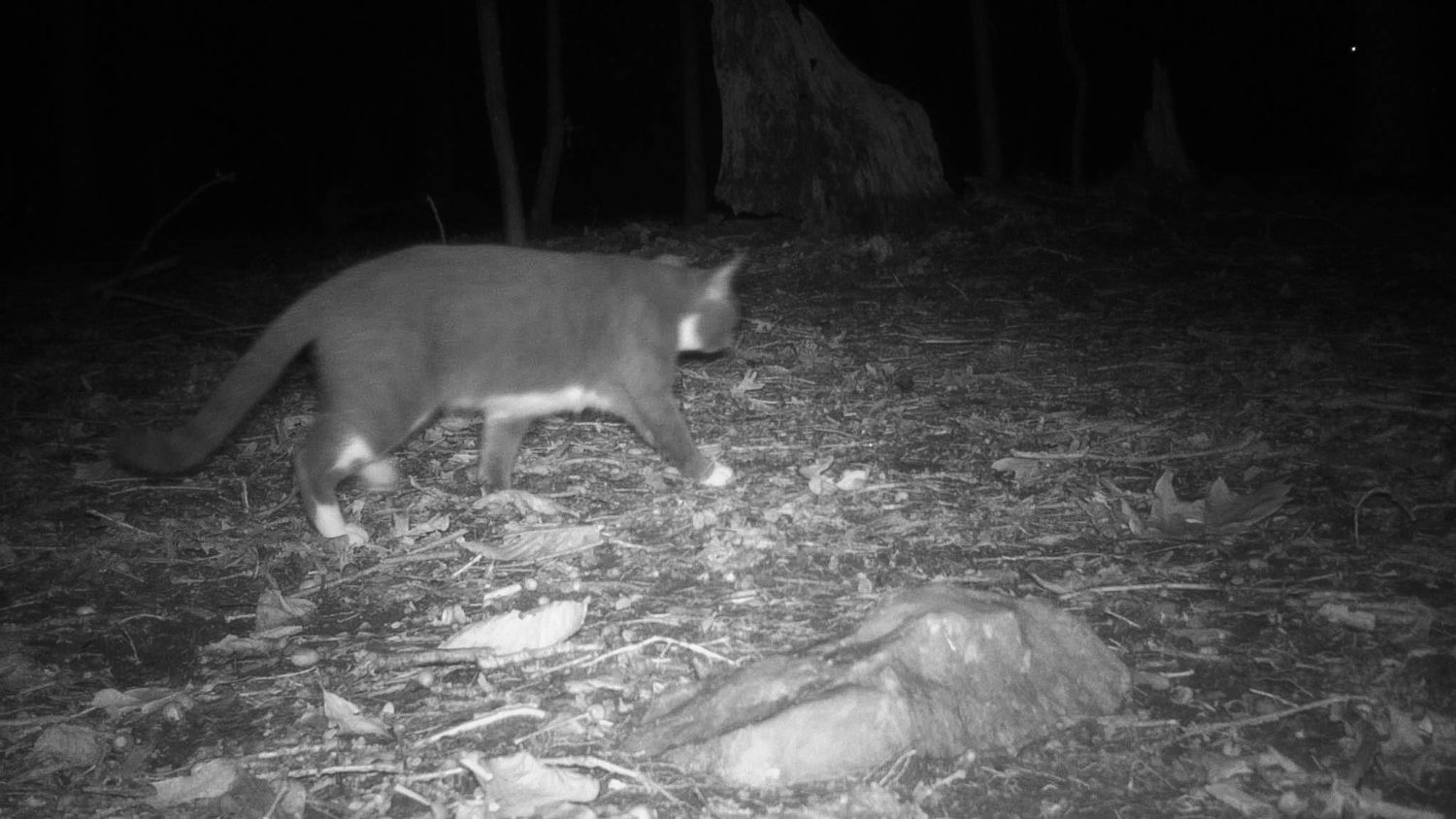 These Stealth Videos Didn't Find Many Cats, But They Caught A Lot