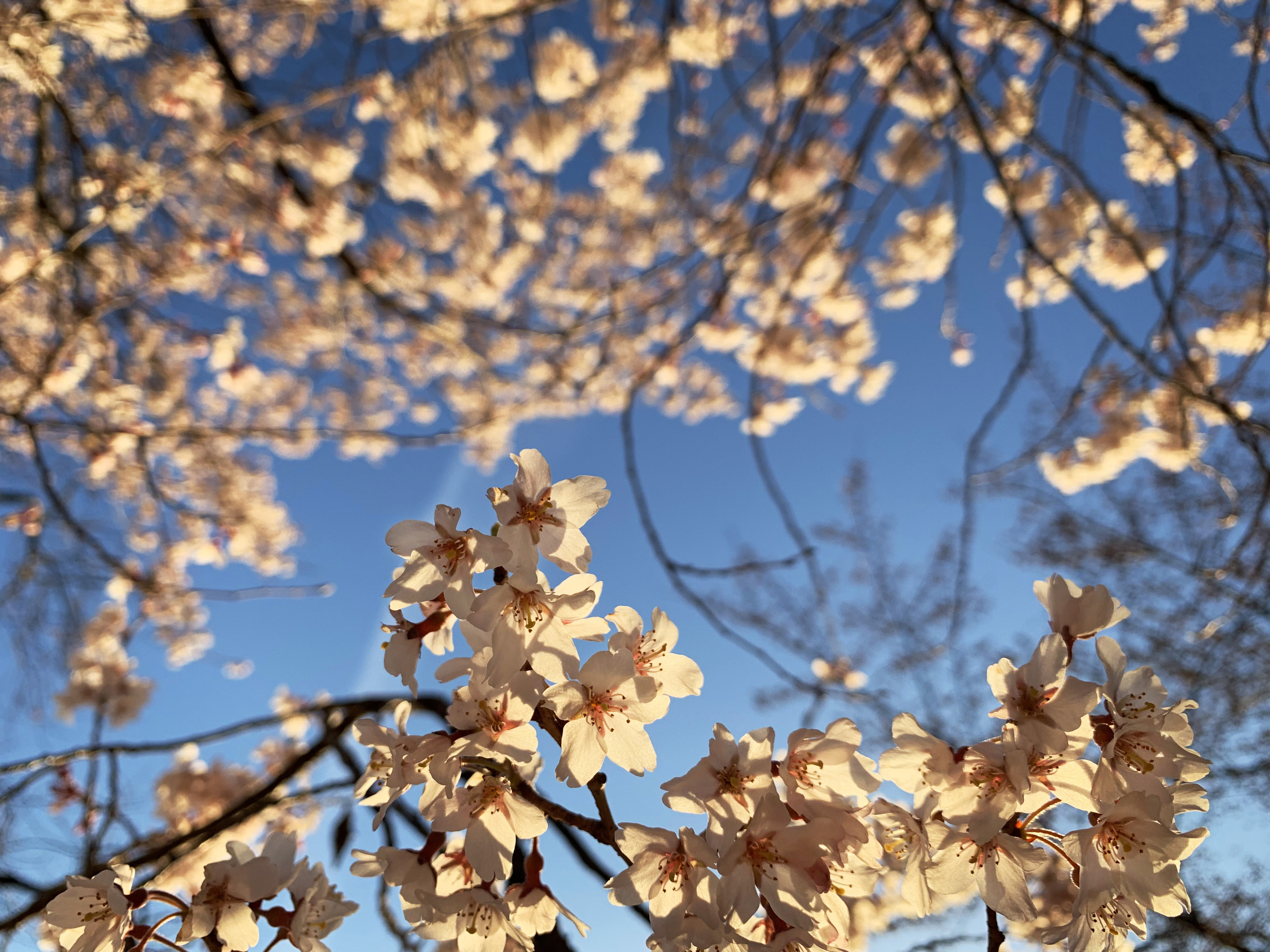 Get Great Cherry Blossom Pics From Your Phone With These Simple