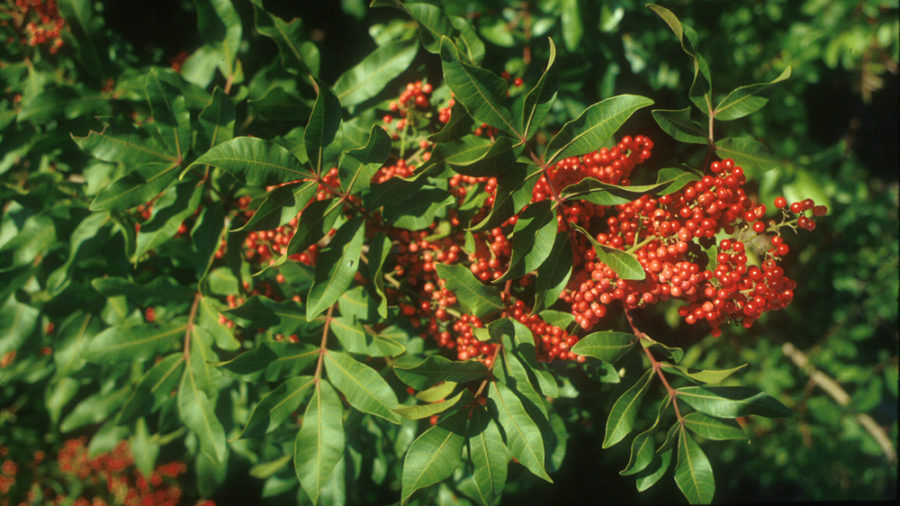 carom seed plant The Spice Way Ajwain Seeds 32 oz main image 0