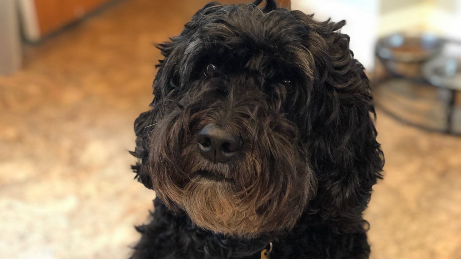 12 year old in dog years