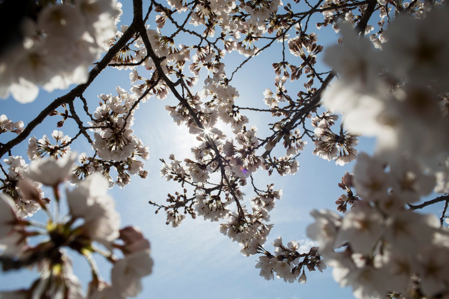 Portugal cherry blossoms visit Fundão Cherry Festival 2024