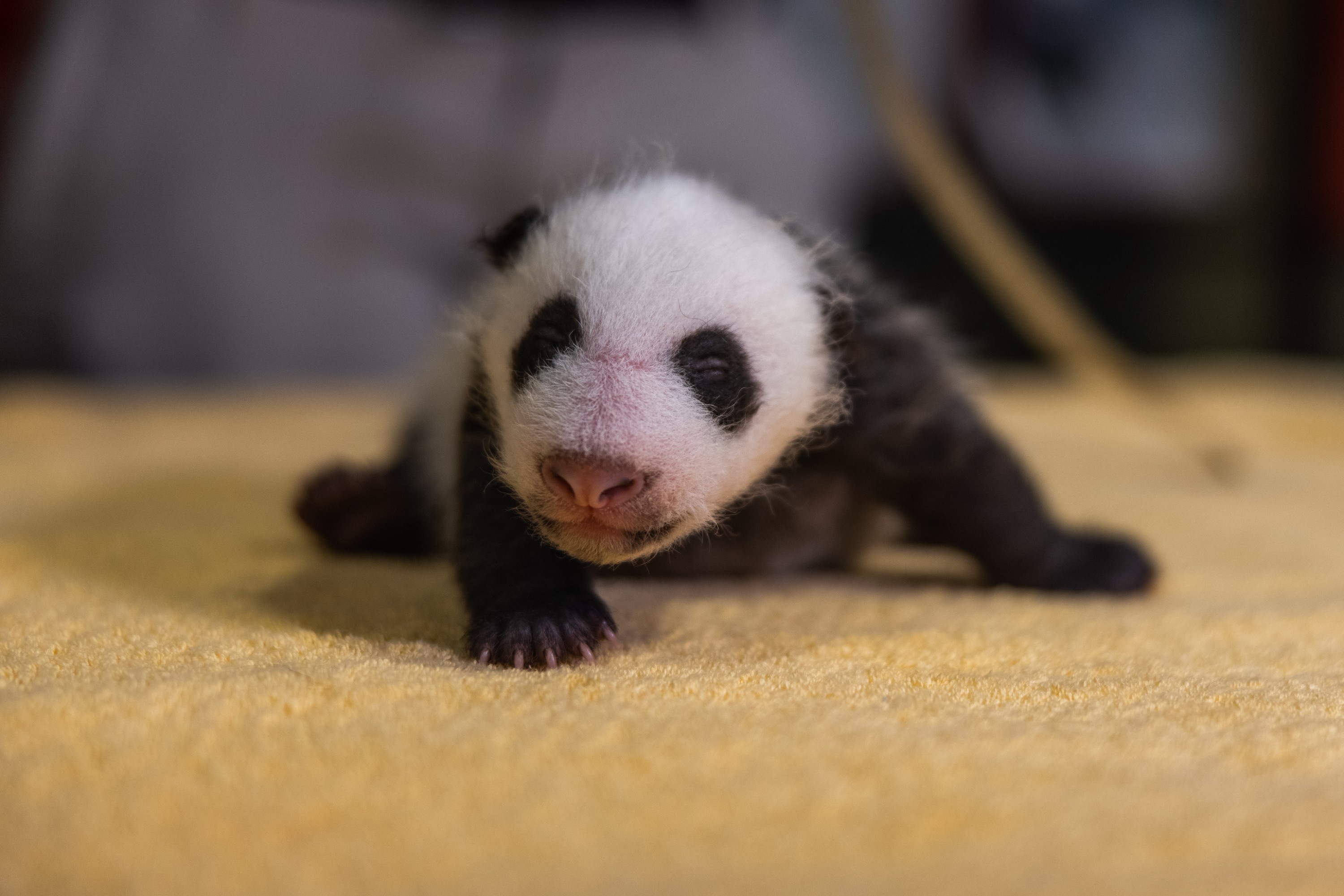 The Baby Panda At The National Zoo Is A Boy | WAMU
