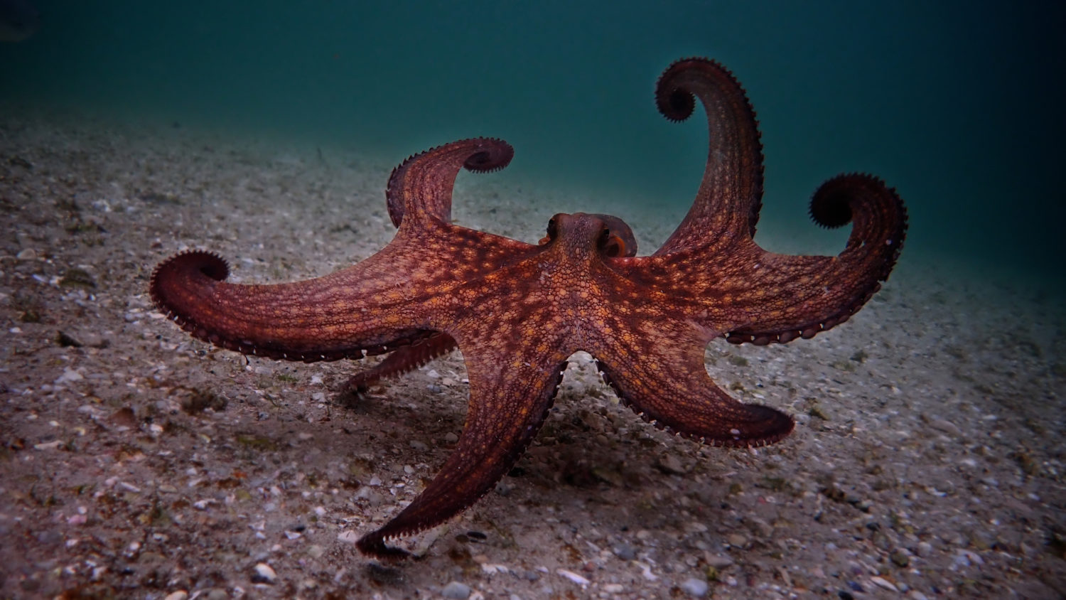 Filmmaker Finds An Unlikely Underwater Friend In 'My Octopus