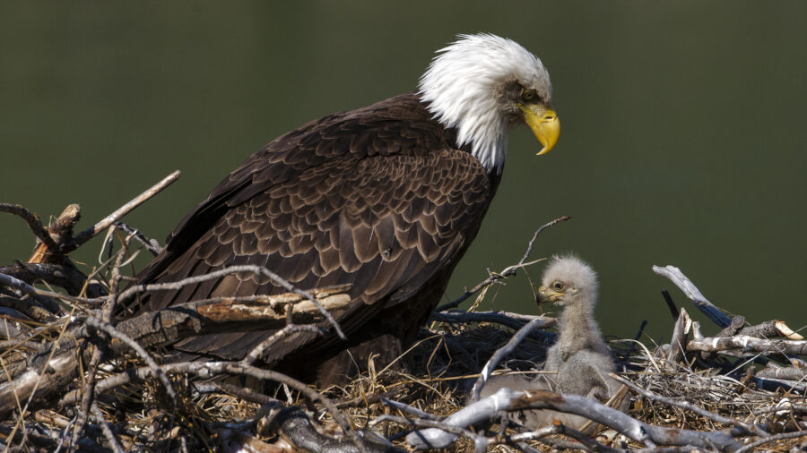 gettyimages-625197056_wide-54a02ba423e11