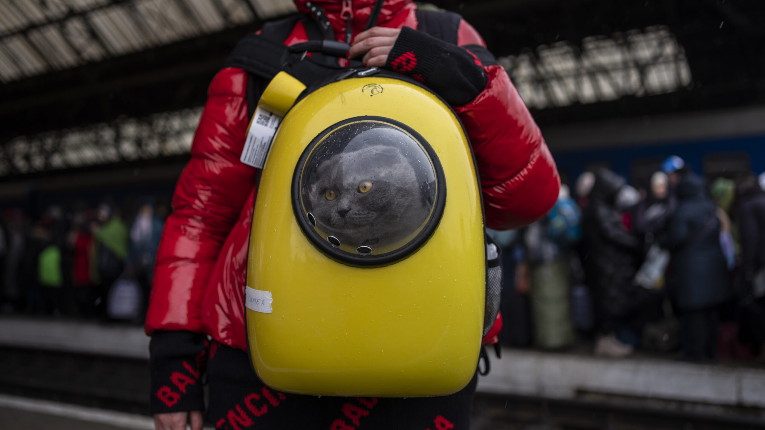 The 'United Nations of cat federations' bans Russian cats from its