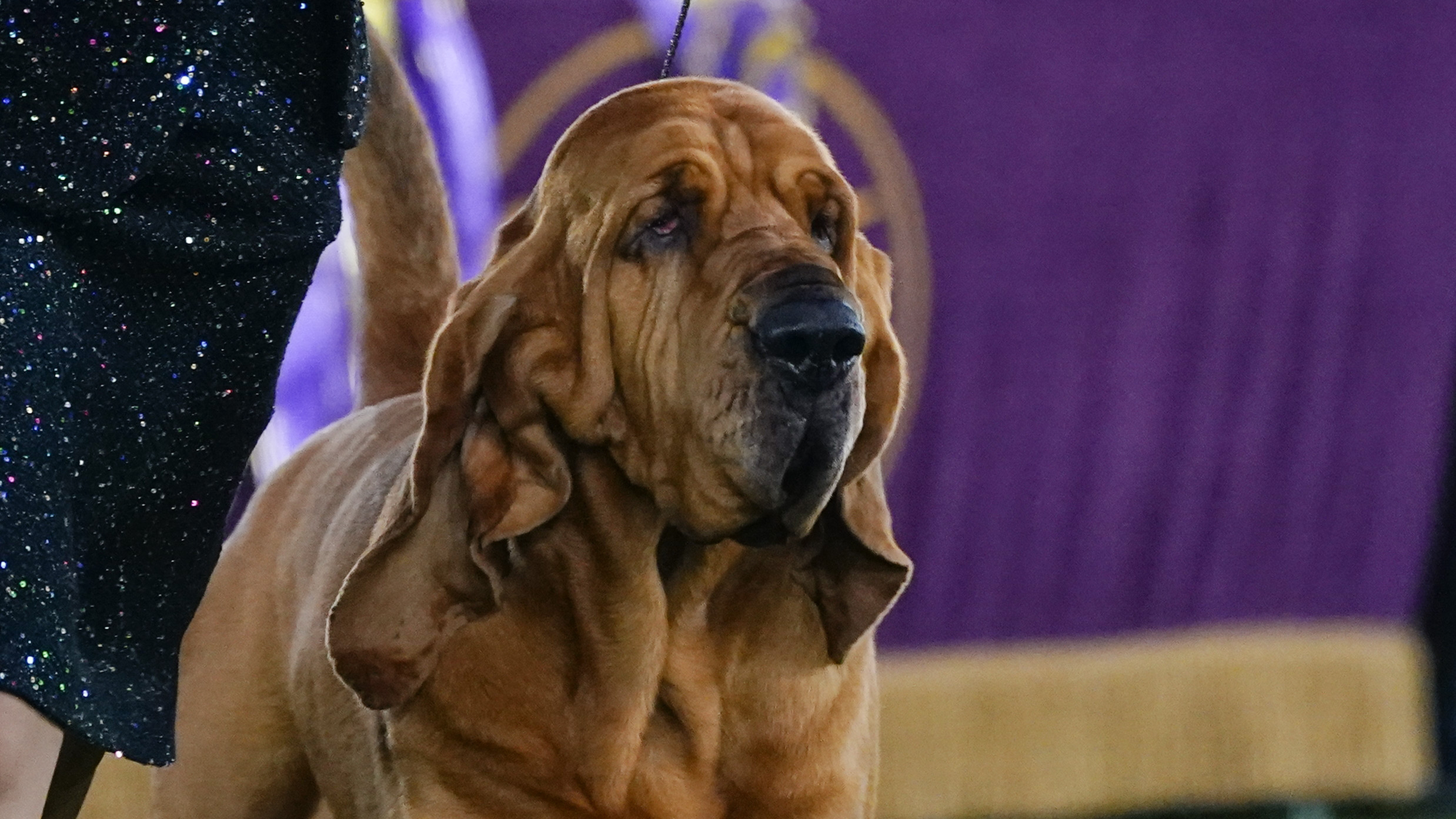 Droopy Bloodhound Sculpture, image size:2476x1393