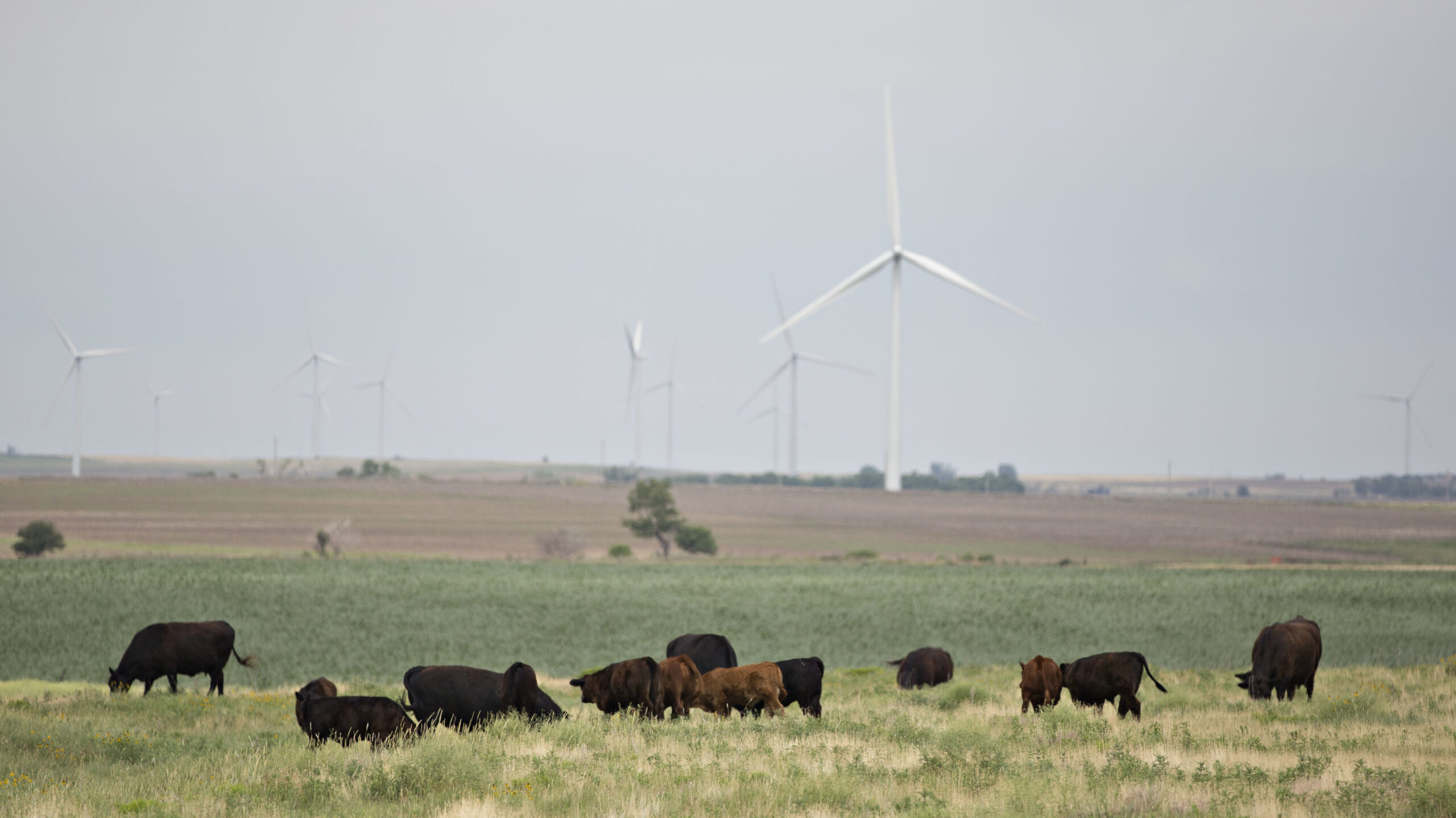 Days Of Intense Heat Have Killed Thousands Of Cattle In Kansas WAMU