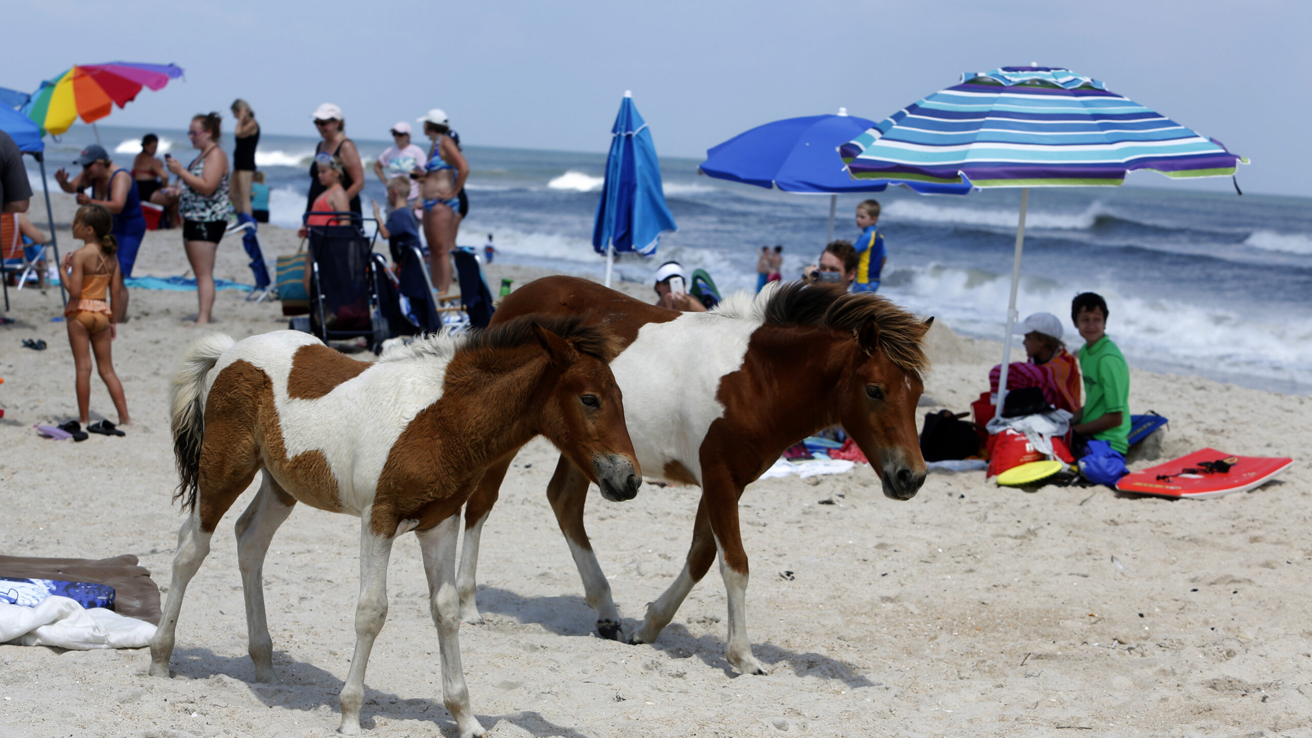 A fossilized tooth may help solve the mystery of the Chincoteague ponies WAMU
