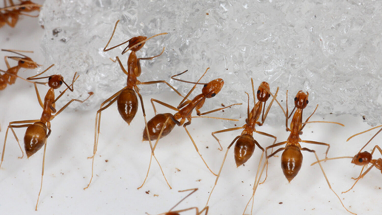 7” Majamood 200 Million Red Ants / Faces Amassed DB1052 WIRL /00080 ap21174817772804_wide-