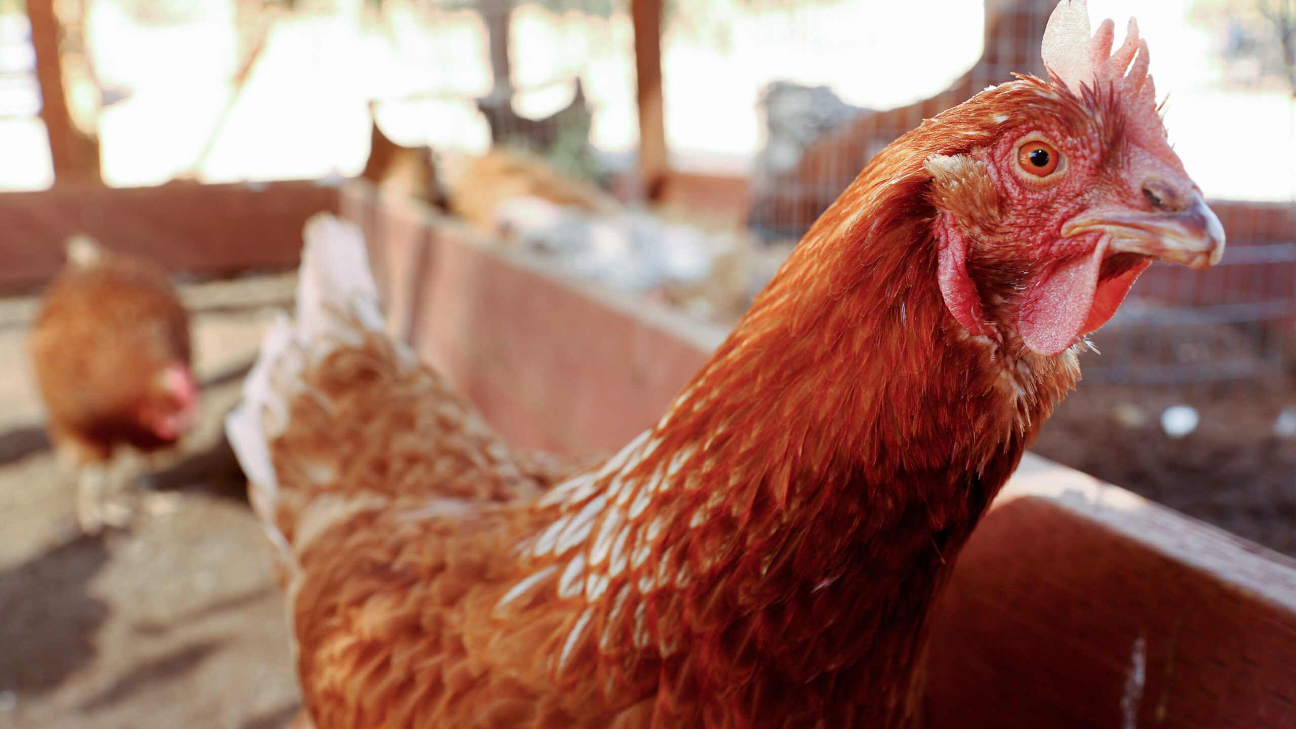 Bird flu outbreak drives Nebraska to cull 1.8 million more chickens WAMU