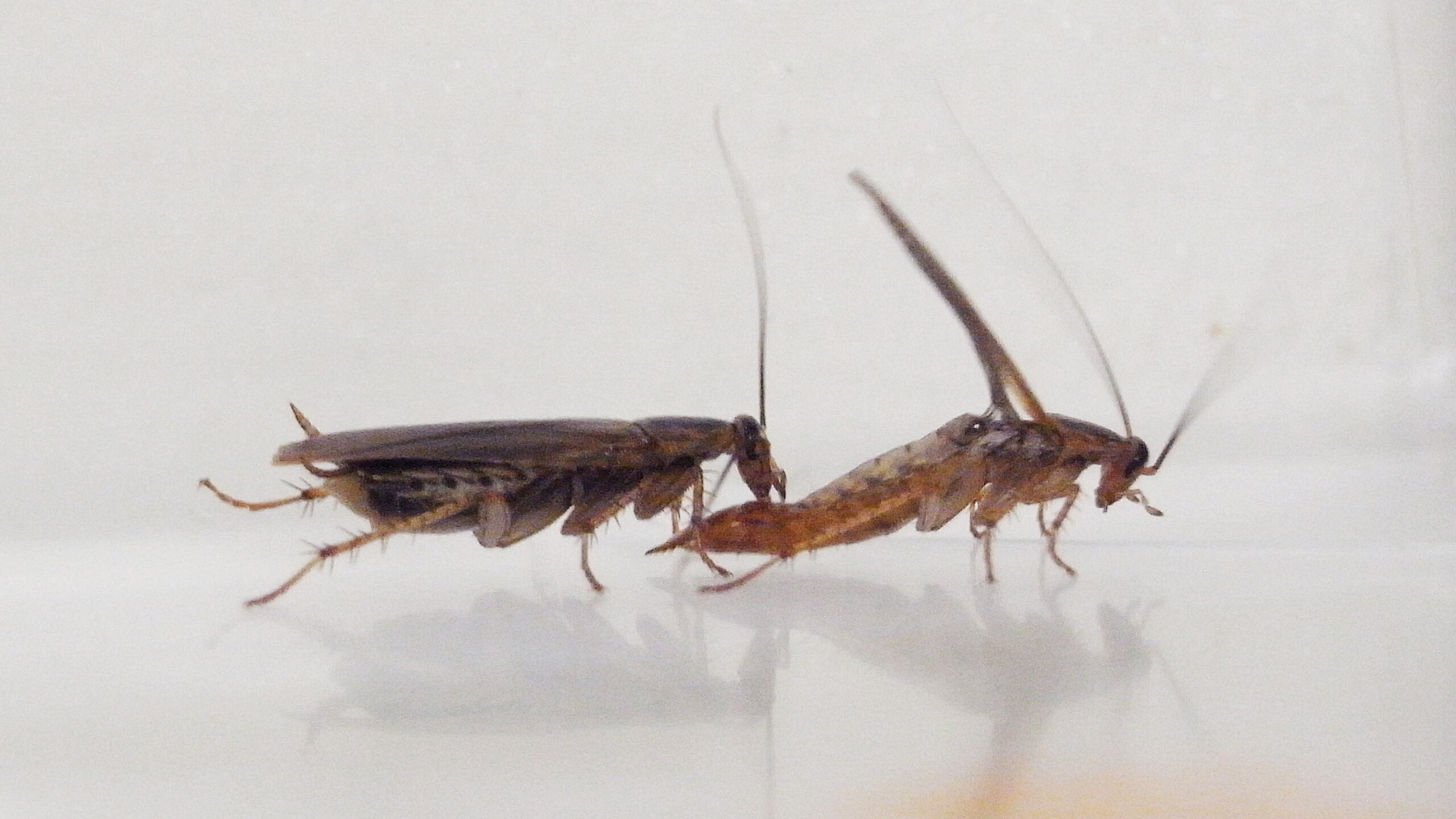 These cockroaches tweaked their mating rituals after adapting to pest