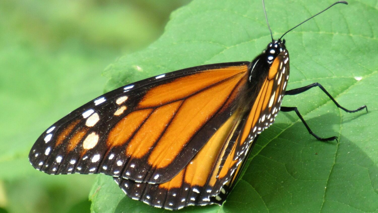 Monarch butterflies' white spots may help them fly farther, scientists say  | WAMU, image size:1500x844