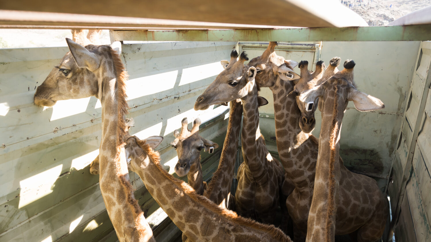For the first time in decades, Angolan giraffes now populate a