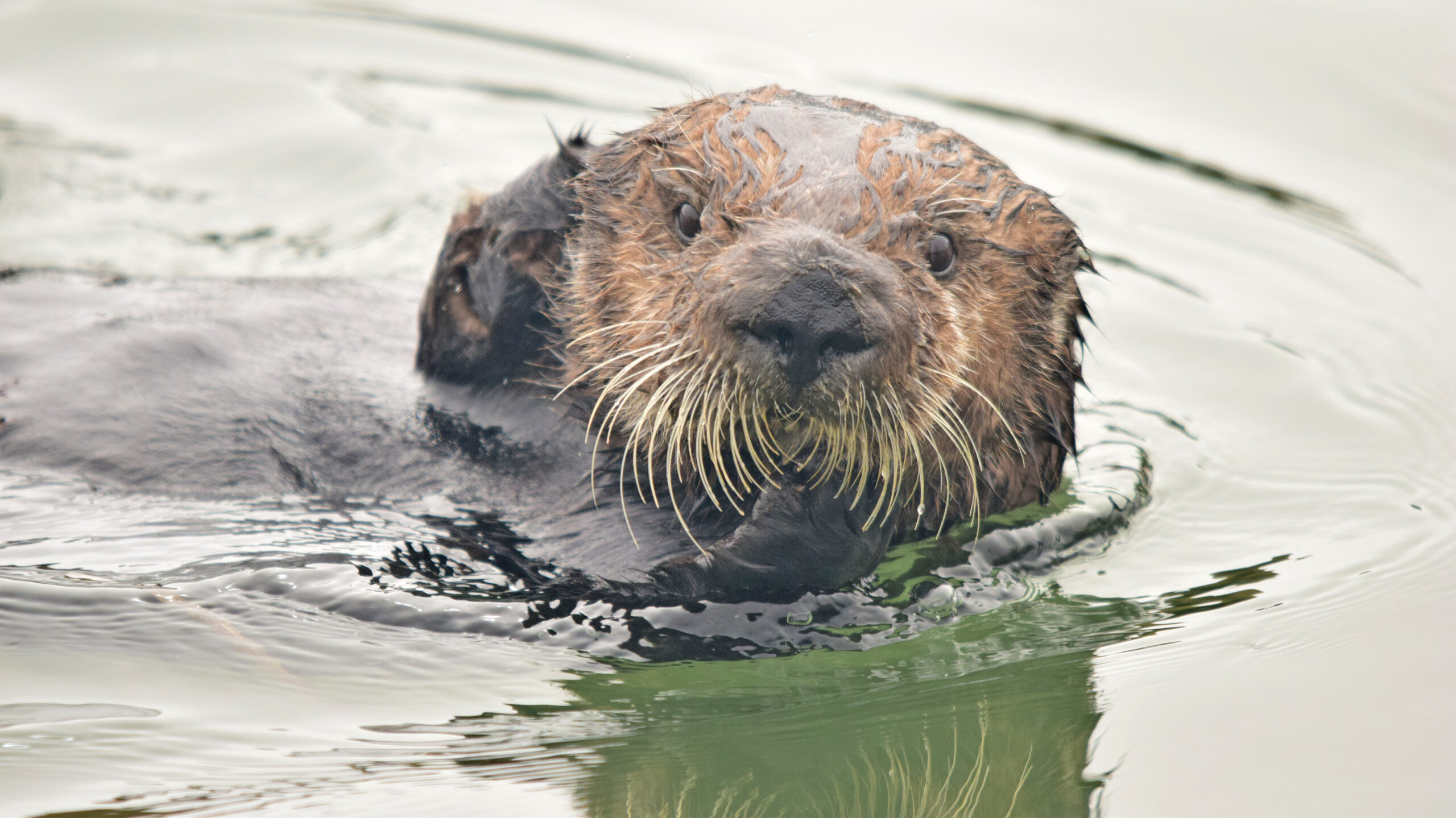 California sea otters nearly went extinct. Now they're rescuing their