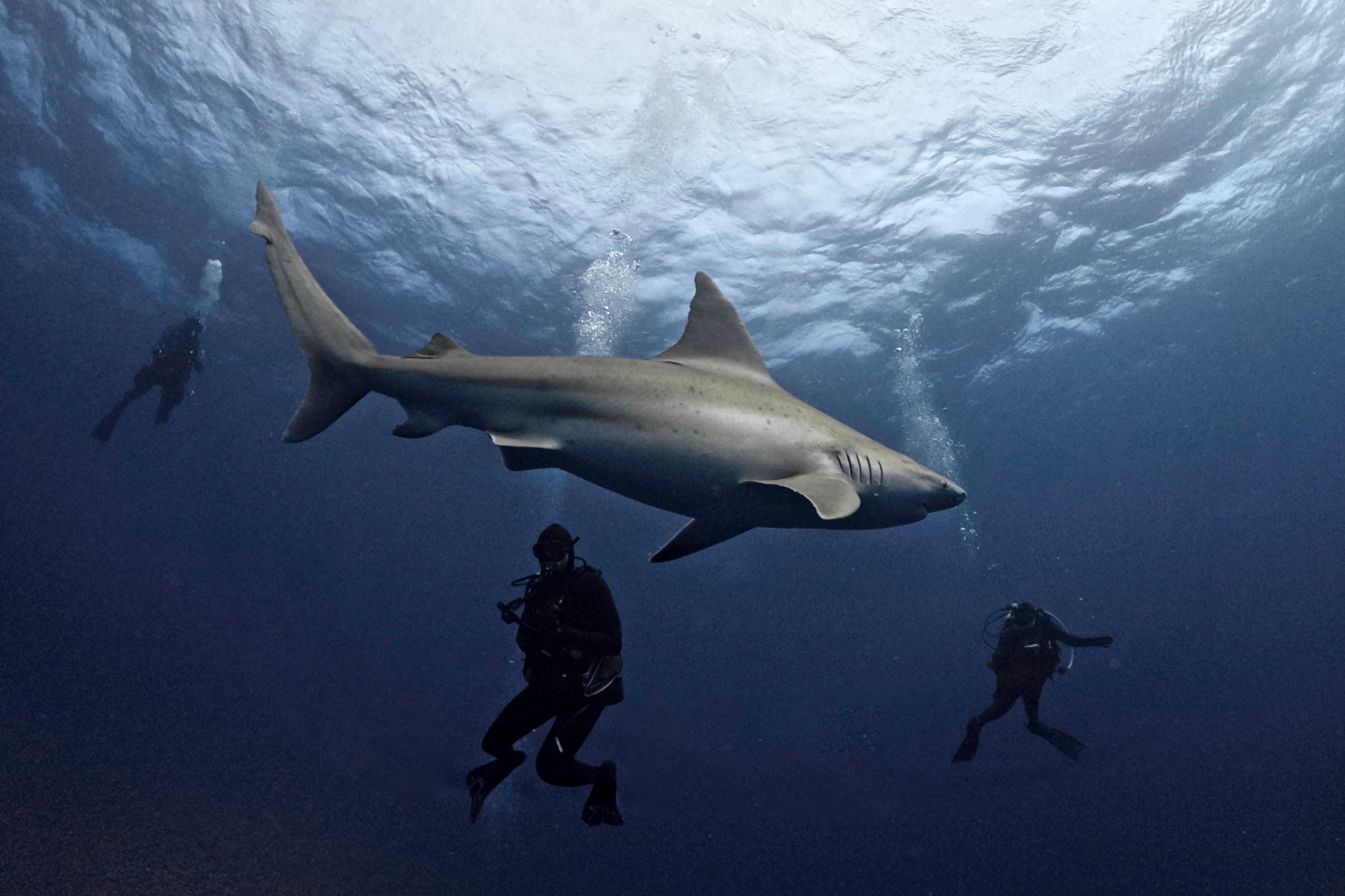 Sharks, on the big screen and in the great blue sea (Rebroadcast)