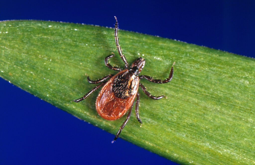 D.C.'s tick season could be worse this year. Here's how to stay safe