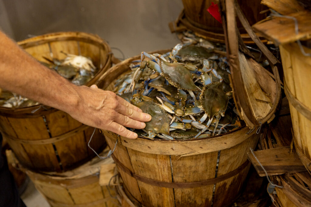 The Chesapeake Bay blue crab population is disappearing. Researchers still aren't clear why.
